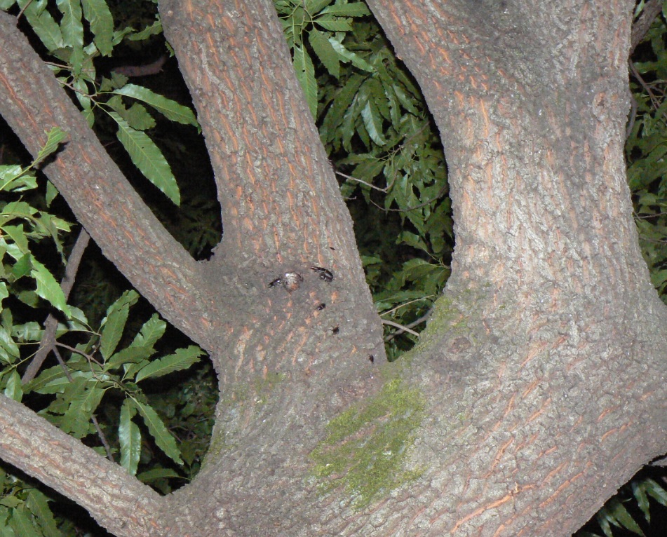 団地前のクヌギ_上の樹液に群れるコクワガタ 2021年5月24日19時30分頃 気温23度